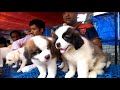 Cute & Cuddly St. Bernard Puppy For Sale At  Galiff Street Kolkata
