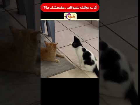 أغرب مواقف للحيوانات هتدهشك ج164