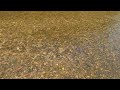 Нерест кормовой рыбки для Ленка и Ваксана!