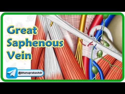 Great saphenous vein Anatomy animation : Location, Course, Tributaries and Drainage | USMLE Review