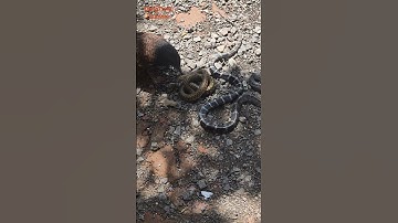 chim bìm bịp là khắc tinh của các loài rắn #wildlife #동물키우기 #nest