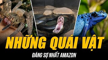 NHỮNG QUÁI VẬT ĐÁNG SỢ NHẤT RỪNG AMAZON | NHIỀU LOÀI CHỈ CẦN CHẠM VÀO LÀ ĐĂNG XUẤT!