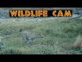 African Wildlife Cam 2026 Week 16 Leopard Elephants And More Elephants 