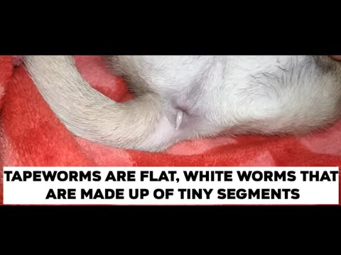 Video: Fox Tapeworm Infection (Cysticercosis) Sa Mga Aso