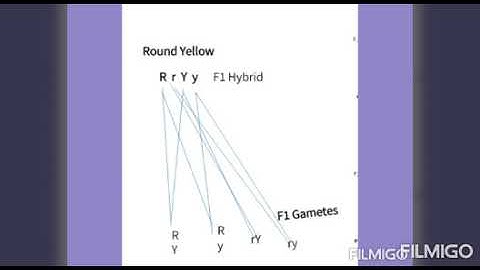 Part:10. Dihybrid Cross