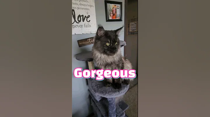 Video 3134011: cat pet maine coon, gorgeous maine coon cat