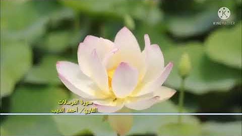 سورة المرسلات تلاوة مميزة للقارئ / أحمد الديب