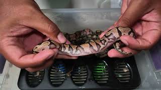 Yellowbelly SUNSET DREAMSICLE Ball Pythons Have Hatched!