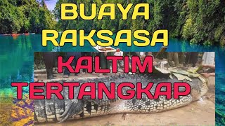 DETIK-DETIK PENANGKAPAN BUAYA RAKSASA KALIMANTAN TIMUR LABUAN CERMIN