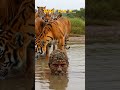 Ultimate tiger camouflage! Would you try this? 🐯 #shorts #wildlife #survival #fyp