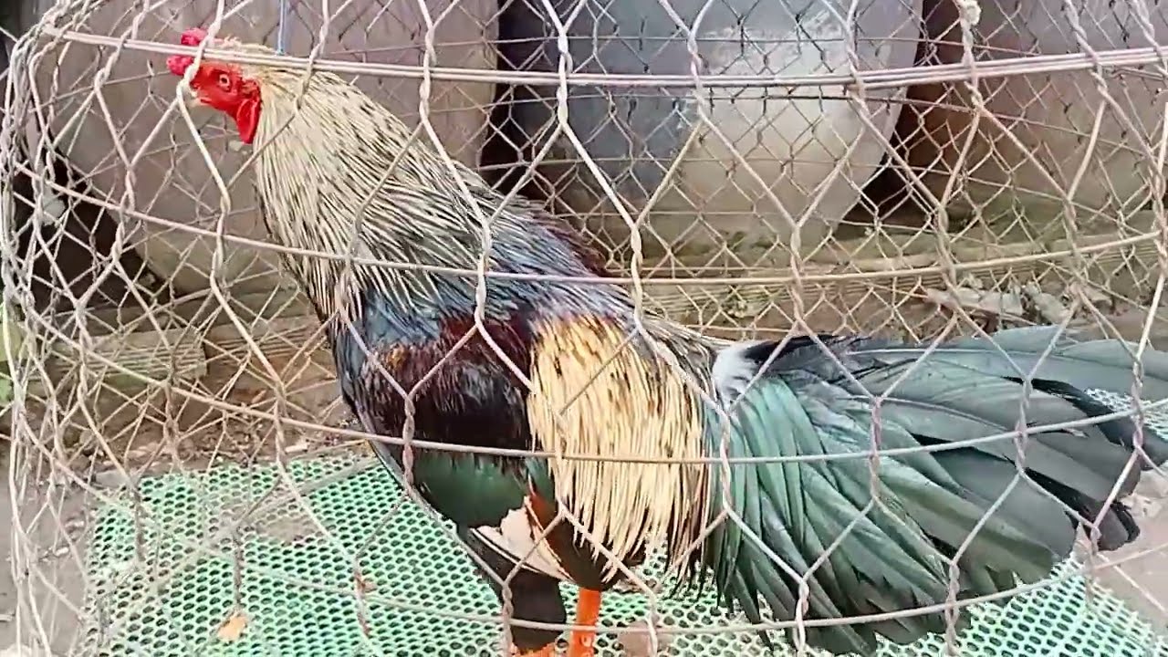 Tốp 6em,(21/11)đt 09177_34507,