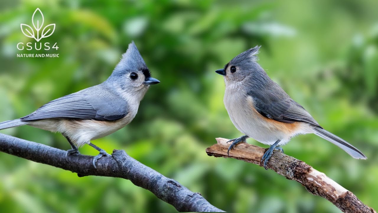 Beautiful Birds Calming Sound -  Secrets to Relaxation for Deep Sleep, Stress Relief, Calm Healing