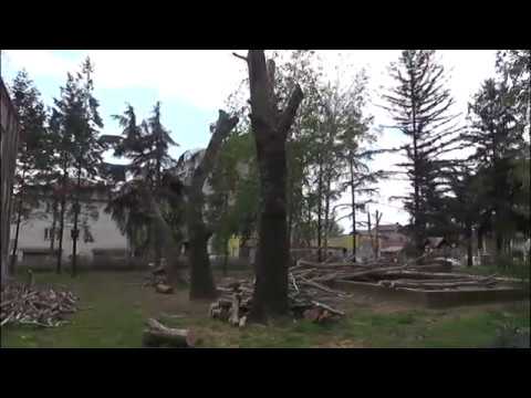 Video: Orezivanje platana: kako orezati stablo platana