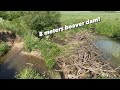 Draining 8 meters of width beaver dam!