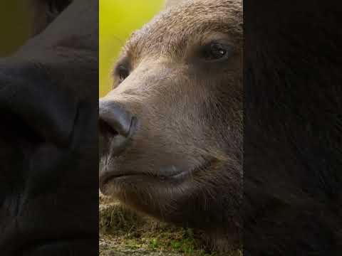 كيف يتكيف الدب في الغابات