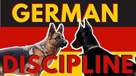 3 ways to correct unsocial behavior with a dominant reactive German Shepherd - DayDayNews