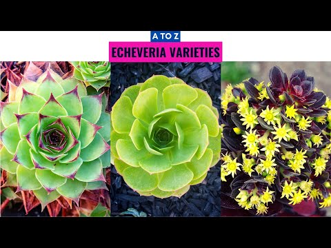 Video: Echeveria (echeveria): Alle Nyanser Av å Ta Vare På En Blomst Hjemme + Bilder Og Videoer