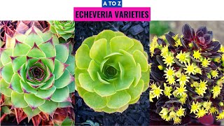 Echeveria Varieties A to Z screenshot 4