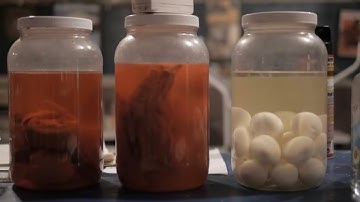 Cypress Grove - Robert Connely Farr (Official Video) #deltablues #bluesmusic #countryblues