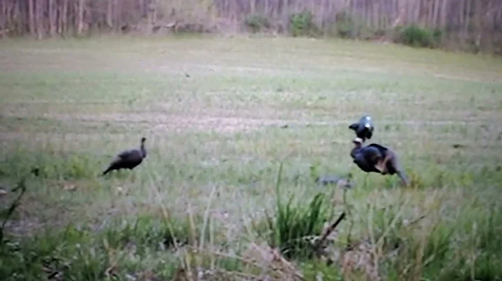 Ohio turkey 2022