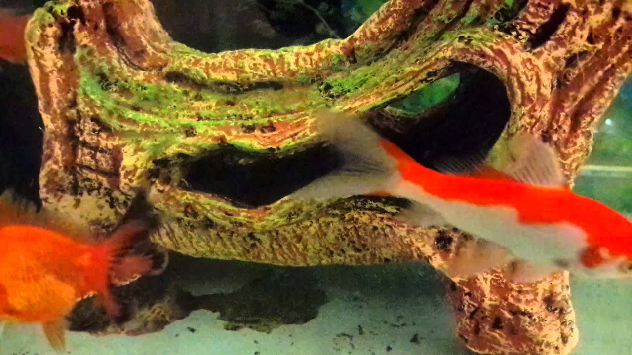  Ikan  koki  aquarium  mini YouTube