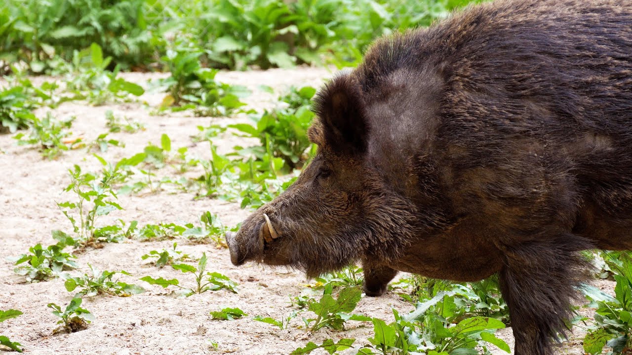 Videoproduktion über Bonn: Best Places in Bonn - Waldau und Bonner Stadtwald