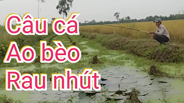 Câu cá rô đồng ao bèo rau nhút toàn cá đen thui ú núc | T265