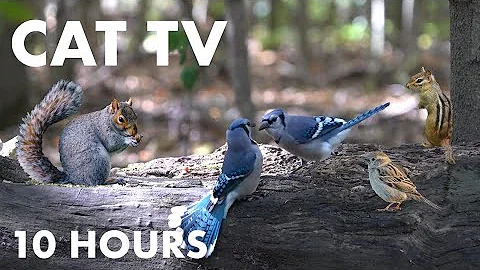 Watch the video about Blue Jays, Turkeys, Black Squirrels and Forest Animals - 10 Hour Cat TV for Cats - Oct 05, 2023