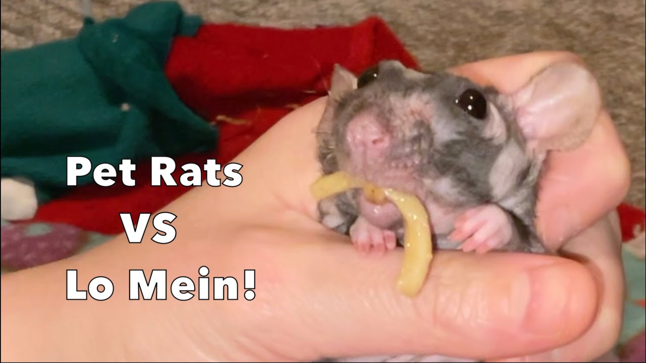 Домашние крысы против лапши ло мейн!