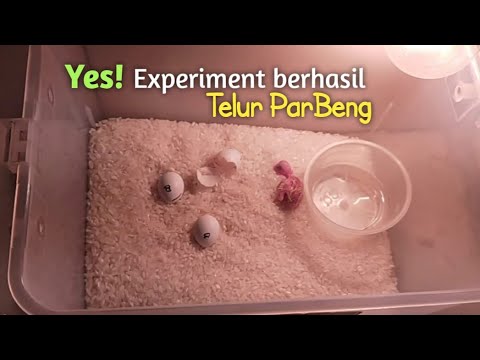 Video: Cara Bermain dengan Budgie: 11 Langkah (dengan Gambar)