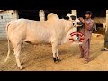Heavy Donda Bull For 2022 || Dera Zulfi Daa || Kot Fateh Khan ||