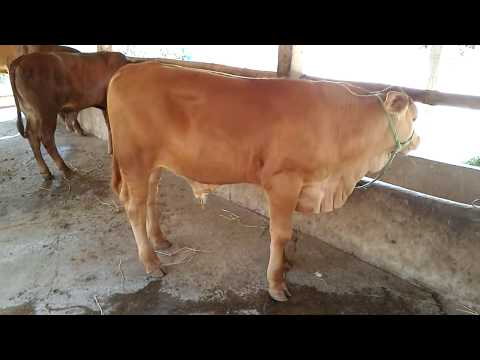 Video Bò giống siêu thịt, bo siêu thịt, nuôi tại ba tri, LH:... - youtube