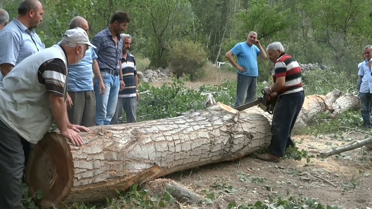Erzurum ispir bahçeli Köyü Kabanda Kavak Kesimi Yıl 2015 Ağustos