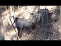 埼玉こども動物自然公園　ニホンカモシカの交尾