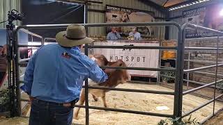 Hotspot Cattle Africa Droughtmaster and Boran Cattle Breeders Society of South Africa Auction 2022
