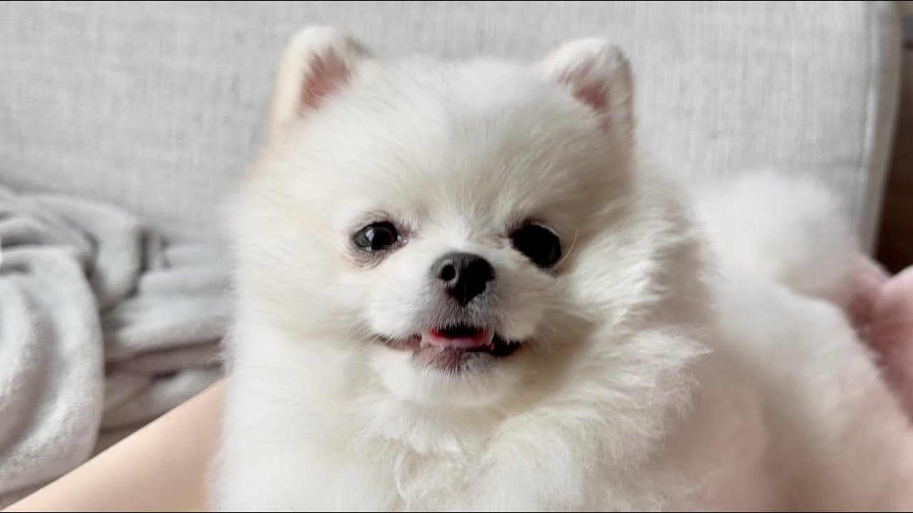 赤ちゃんポメ、初めての雪の日散歩Vlog