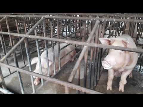Lumbini Livestock Firm Rupandehi