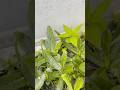 বাগানে অতিথির দেখা😳 #foryou #gardenplants #youtubeshorts #minivlog #viralvideo #garden #gardening