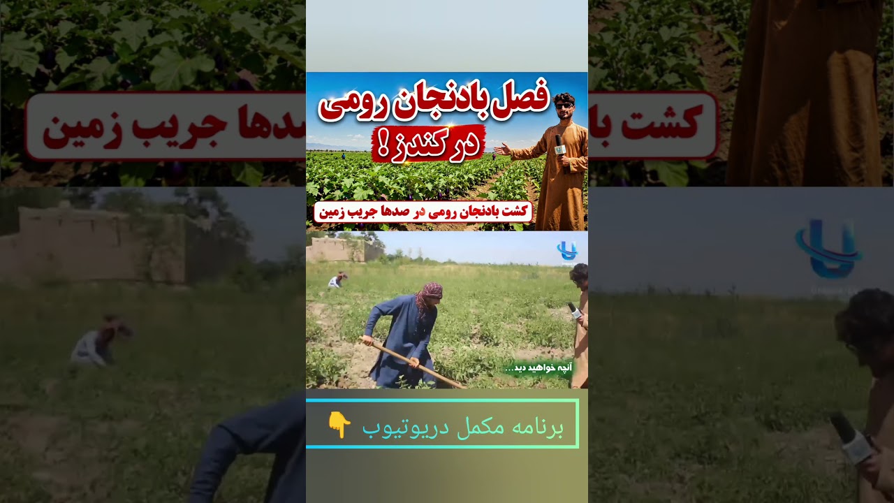 🍅 فصل طلایی بادنجان رومی در کندز | درآمد از دل زمین
https://youtu.be/LQdZaD7zDA0
لینک مکمل دربالا
 فصل بادنجان رومی در ولایت کندز؛ طلای سرخ زراعت افغانستان 🍅
بادنجان رومی یکی از مهم‌ترین محصولات زراعتی در افغانستان به‌ویژه ولایت کندز است که هر سال صدها جریب زمین در آن کشت می‌شود. این محصول به دلیل بازار خوب، مصرف زیاد و درآمد مناسب، برای بسیاری از دهقانان یک منبع مهم عاید به شمار می‌رود.
دهقانان می‌گویند اگر آب، تخم اصلاح‌شده و مراقبت درست وجود داشته باشد، حاصل بادنجان رومی بسیار خوب می‌شود و می‌تواند سود قابل توجهی داشته باشد. از بادنجان رومی در تهیه رب، سالاد و بسیاری غذاها استفاده می‌شود و بازار آن همیشه گرم است.
📍 شما این ویدیو را از کدام ولایت یا کشور تماشا می‌کنید؟ حتماً در کامنت بنویسید 👇
👍 ویدیو را لایک کنید
🔔 کانال را سبسکرایب کنید تا برنامه‌های تازه زراعتی، قیمت محصولات و گزارش‌های بازار را از دست ندهید.
#کندز #بادنجان_رومی #زراعت #دهقان #افغانستان #Kunduz #Tomato #Farming #Afghanistan