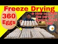 Freeze drying 360 eggs  how to make the perfect freeze dried egg