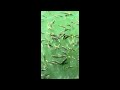 "Naturedoesn’tnot hurryyeteverything is accomplished’’#youtubeshorts #nature #jungleadventure#viral