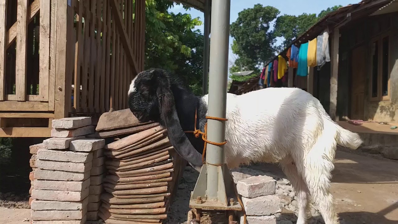 Kambing ettawa kaligesing 