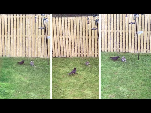 Squirrel And Crow Caught In Turf War Over Food