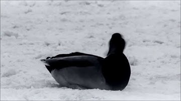 Cousin Silas - The End Of Winter