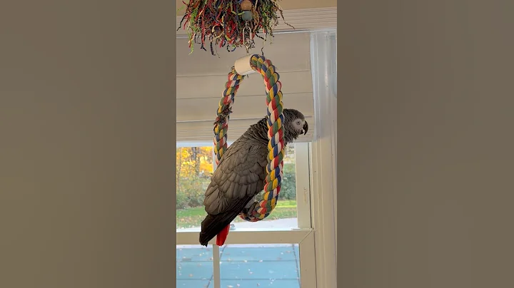 Symon the African Grey Talking Parrot is a chatty girl🦜💕Please Subscribe❤️#funnyparrot #birds