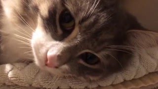 洗面所で我が物顔する猫 ノルウェージャンフォレストキャット Washroom of the cat. Norwegian Forest Cat.