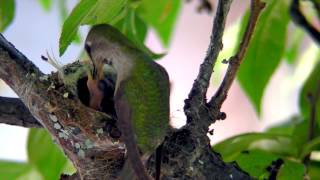 Hummingbird feeding babies 04232017