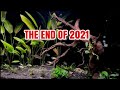 Planted aquarium update the hardest year of my life