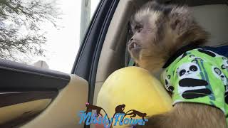 Monkey Russel running errands with mom & dad and buys treat chicken for him and siblings! πππππ