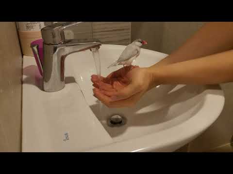 java sparrow shower ~ 문조 물놀이 ~ asmr?!